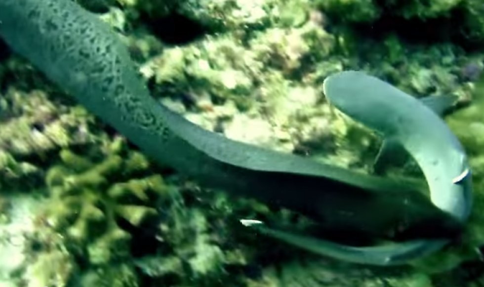 Dagens repeat-video: Haj bliver spist af en ål