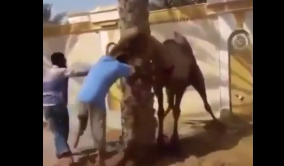 Derfor fucker du ikke med kameler
