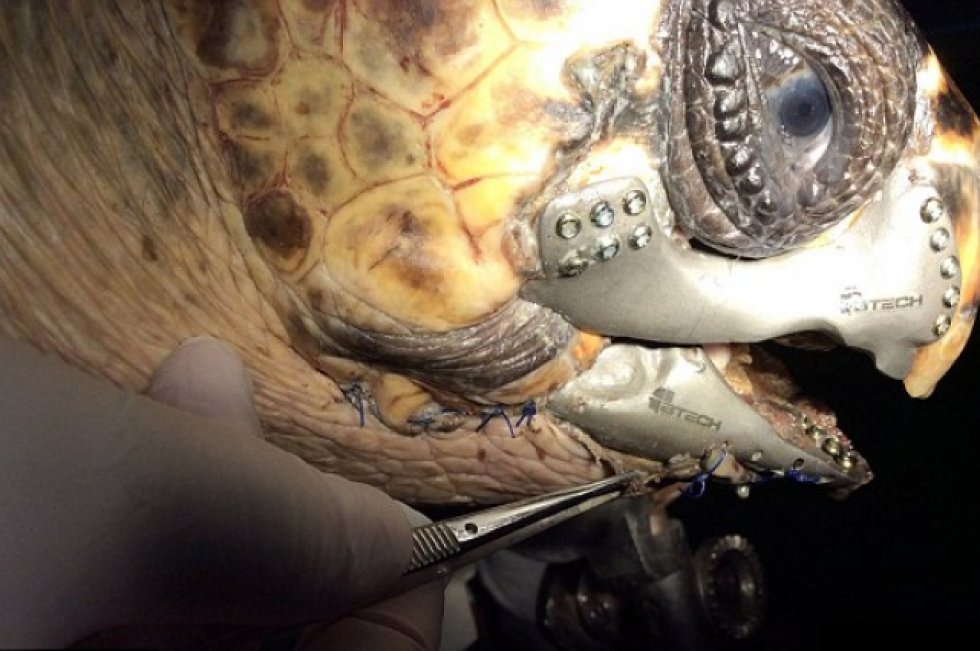 Skadet skildpadde får et 3D-printet kæbeparti