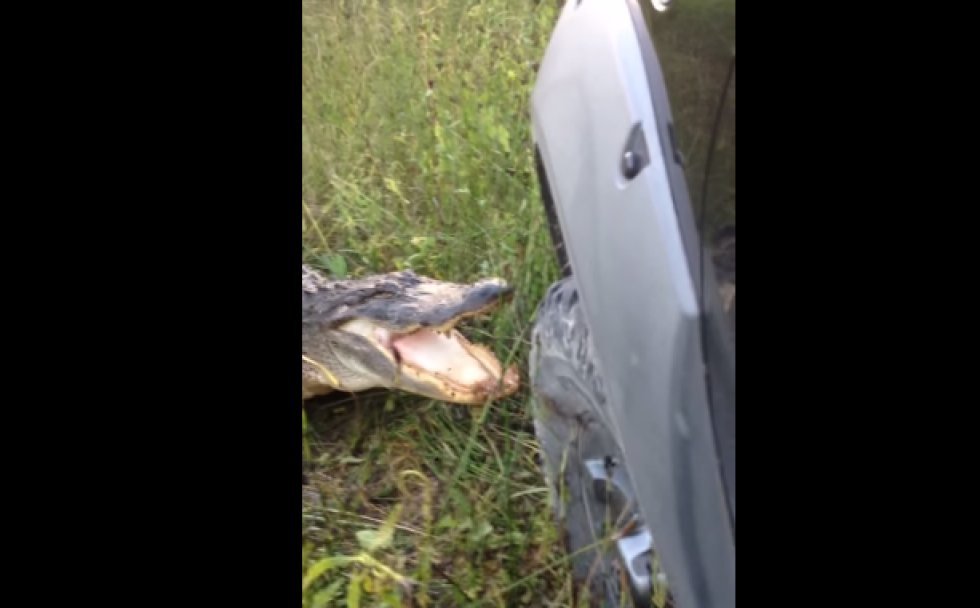 Dagens repeat-video: Alligator bider kofangeren af en bil