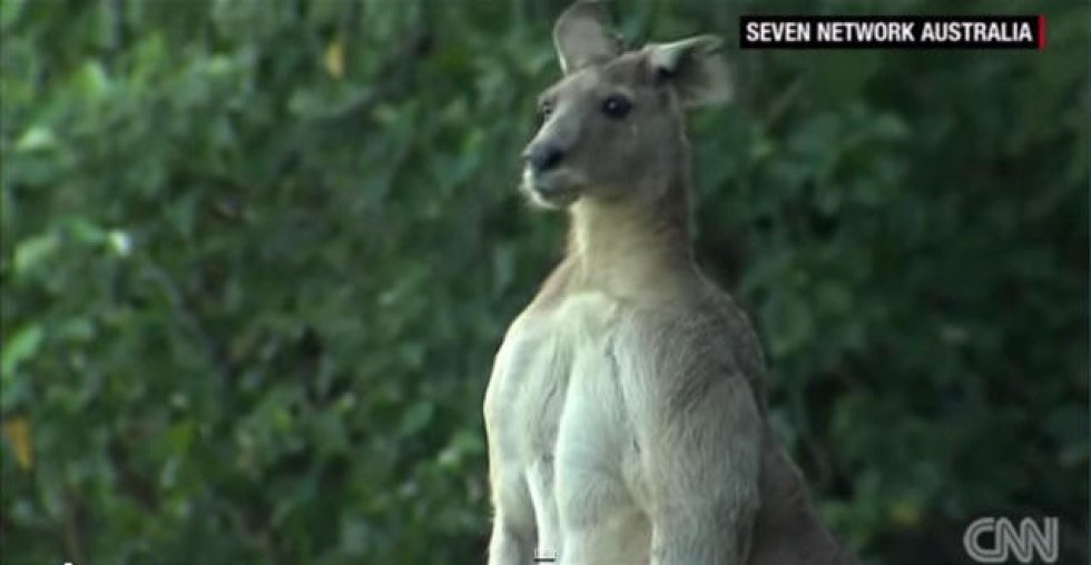 Schwarzenegger-kænguru hopper rundt og skræmmer folk i Australien