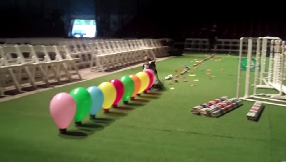 Dagens repeat-video: Dygtig hund sprænger 50 balloner på 3 sekunder!