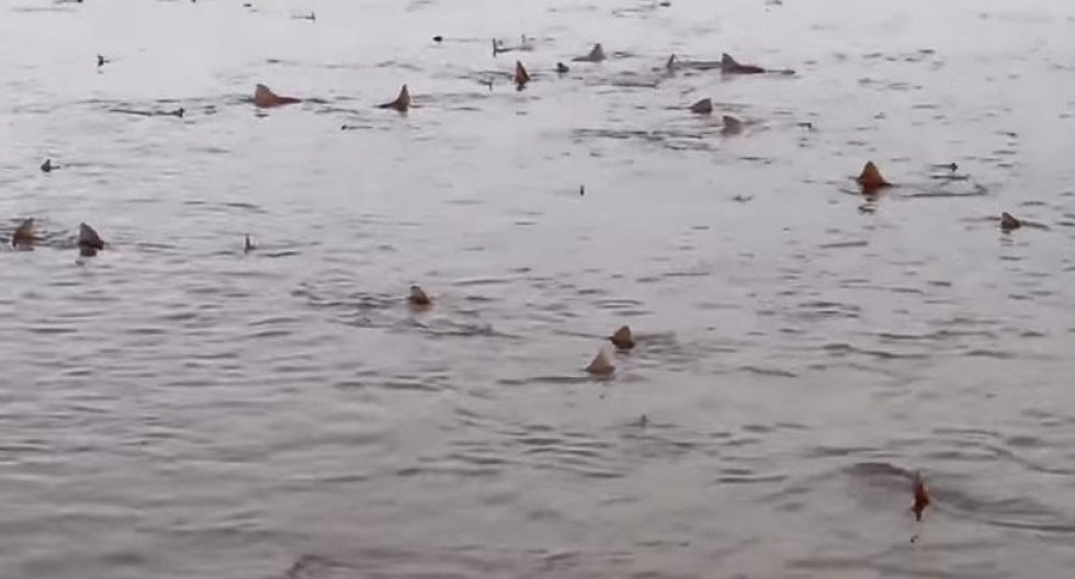 50 hajer svømmer rundt ved englands kyst