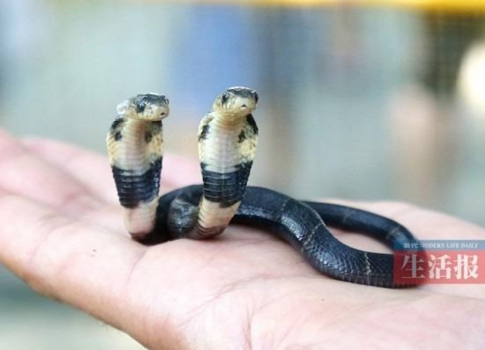 Sjælden tohovedet slange er dukket op i kinesisk zoo