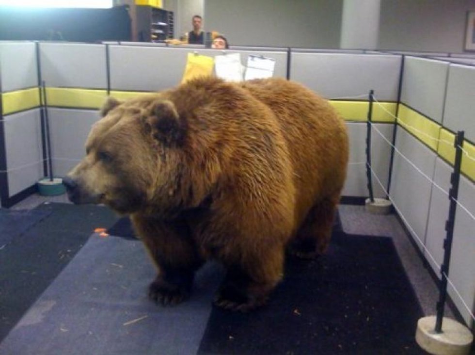 Denne er smukt døbt: Office Prank Bear - Når folk keder sig på arbejde
