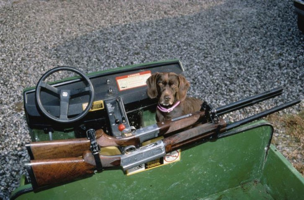 Hunden 'Trigger' skyder sin egen ejer