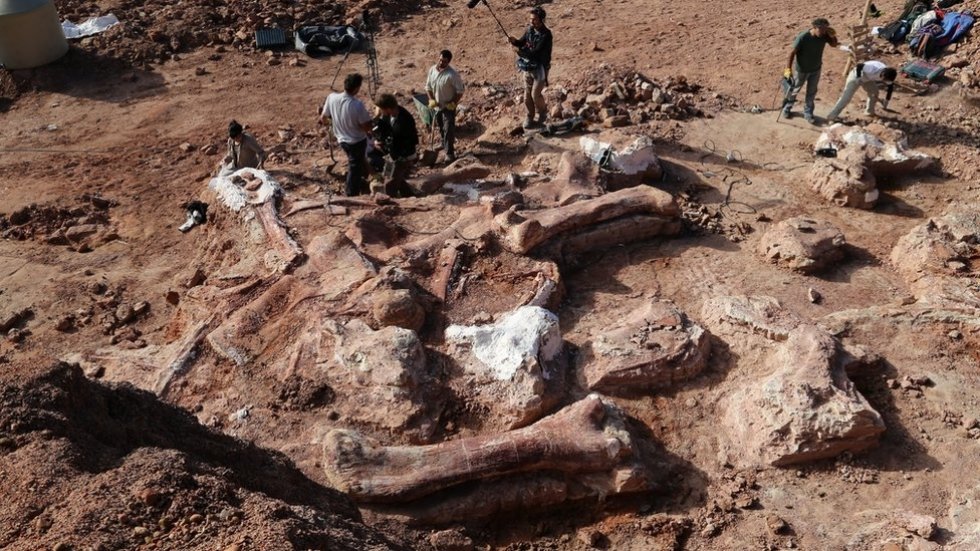 Verdens største dinosaur fundet i Argentina