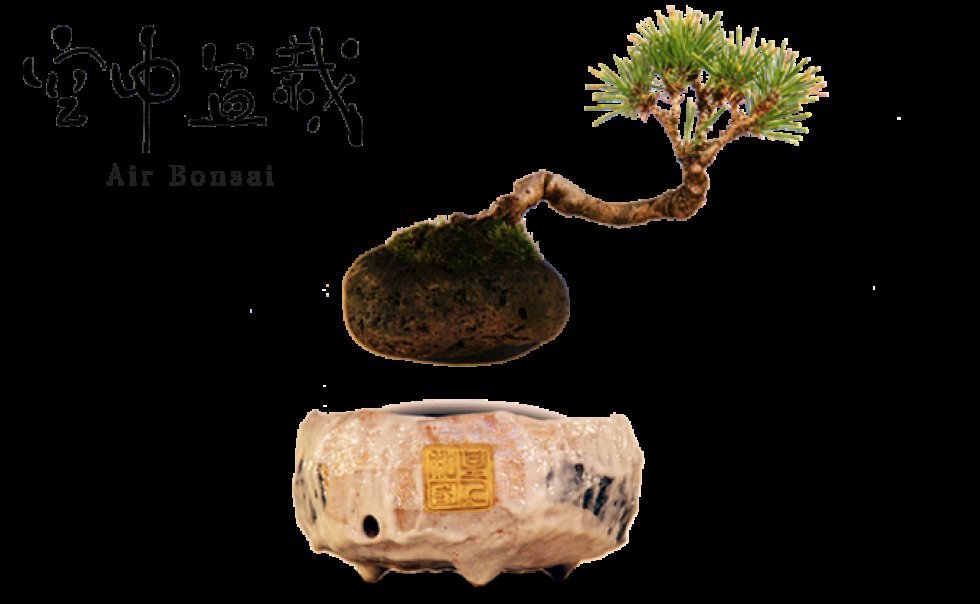 Air Bonsai - svævende plante til hjemmet