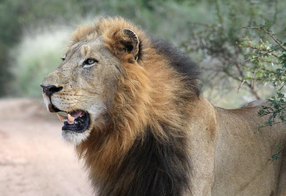 To løver skudt i zoo på grund af en nøgen mands selvmordsforsøg