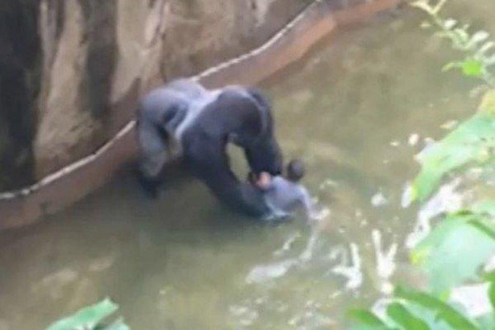 Nyt drab i zoologisk have: Silverback-gorilla skudt efter 'besøg' af 4-årig 
