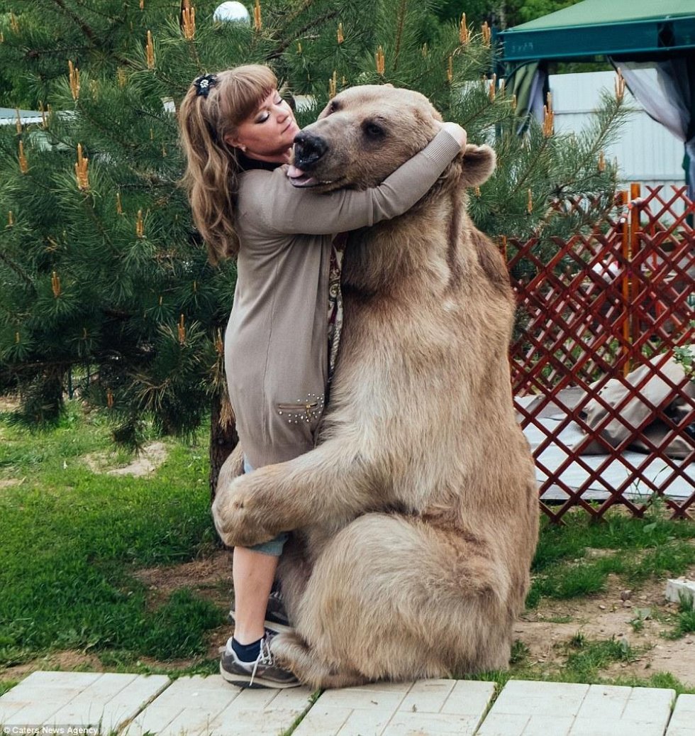 140 kilo tung kælebjørn spiser med ved aftensbordet - kun i Rusland!
