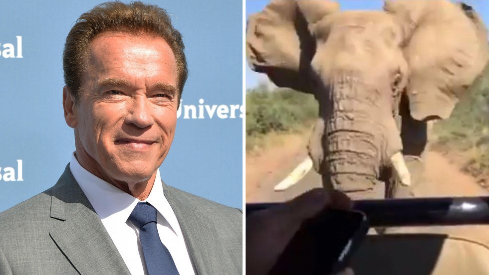 Arnold Schwarzenegger møder en hidsig elefant
