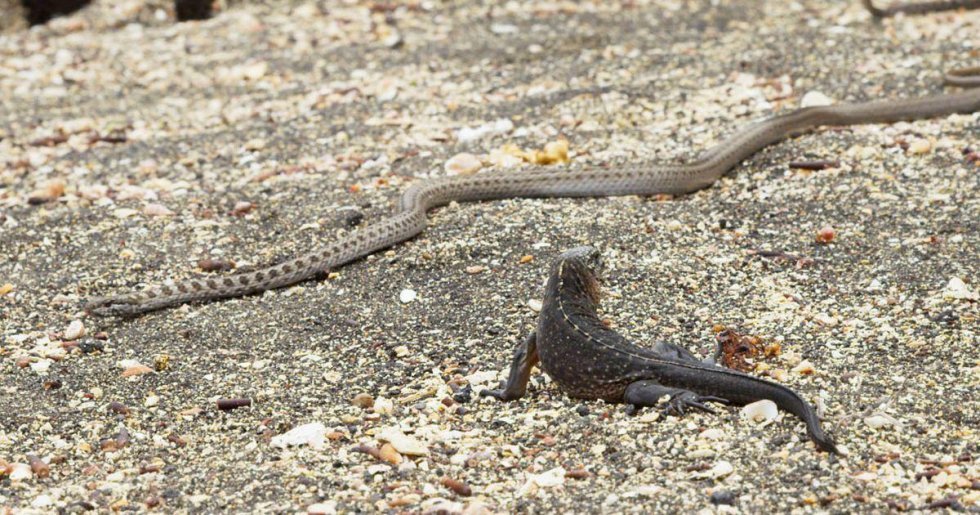 En baby leguan der angribes af 100-vis af slanger er et klip der er værd at se