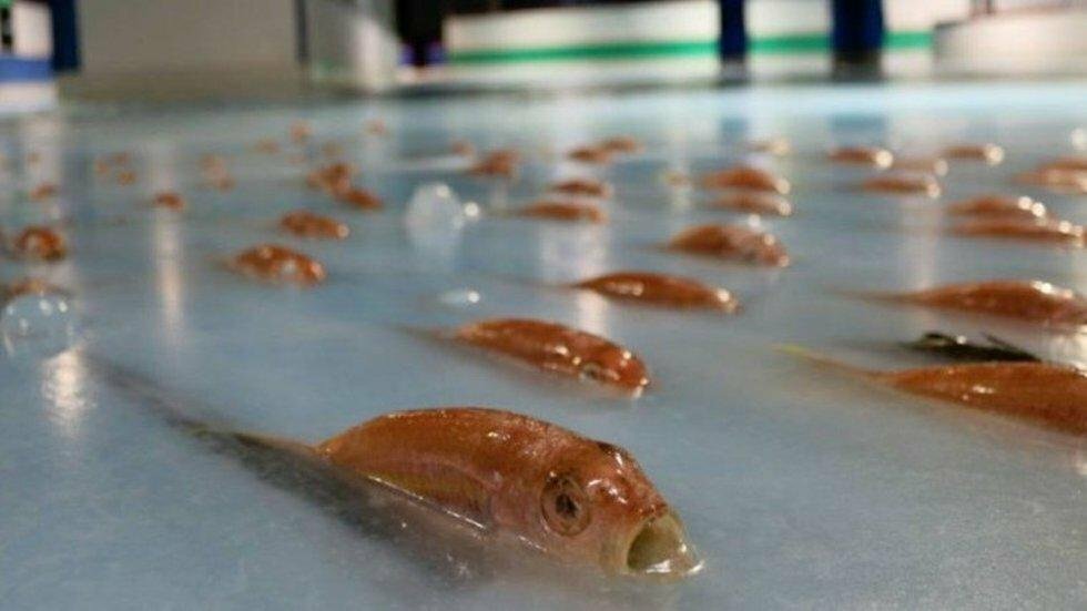 Japansk temapark har nedfrosset over 5000 fisk i en skøjtebane