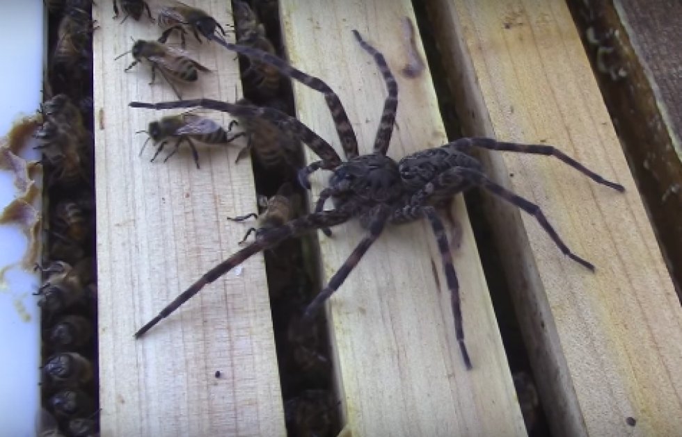 Kæmpe jagtedderkop angriber bistade