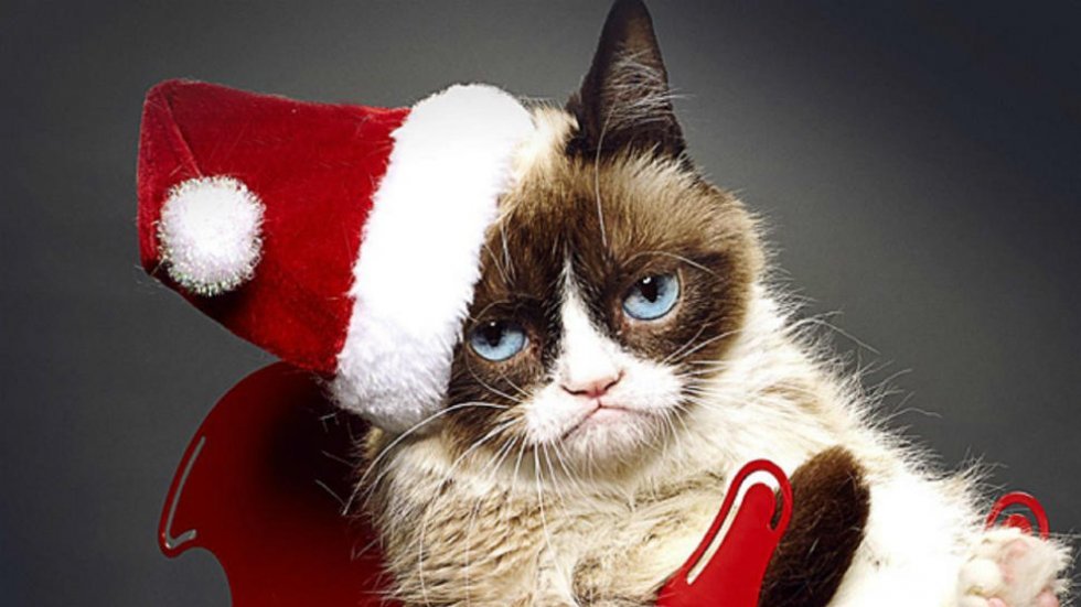 @grumpy cat - Upopulær holdning: Jeg hader julen