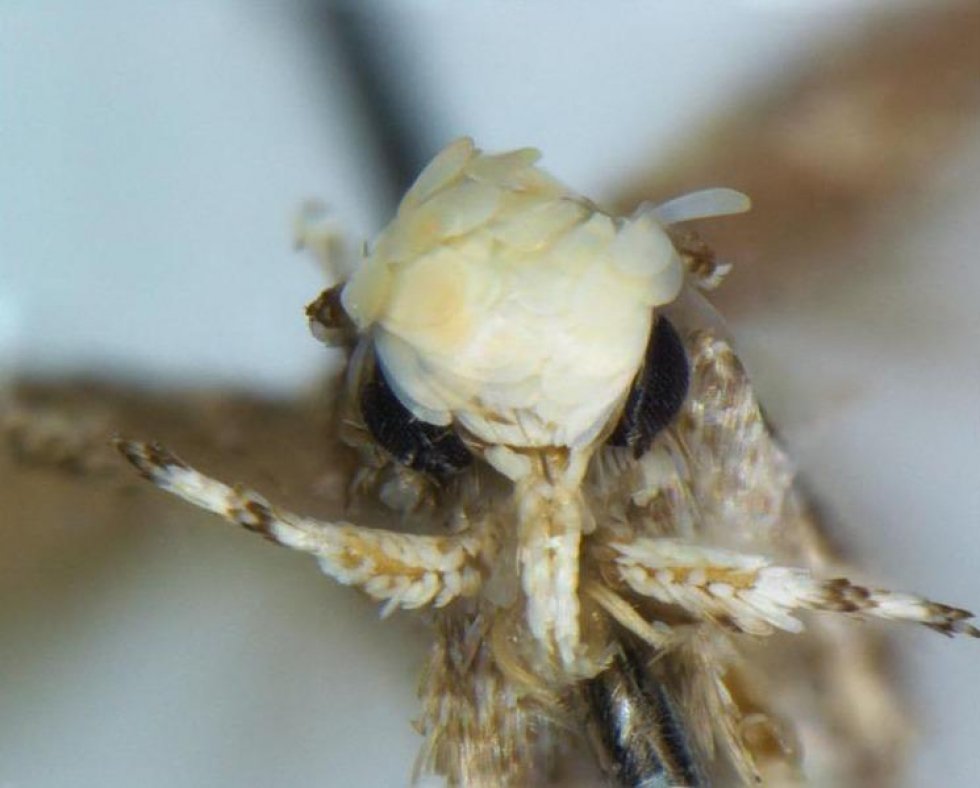 Neopalpa donaldtrumpi: Nyligt opdaget insekt opkaldt efter Donald Trump 