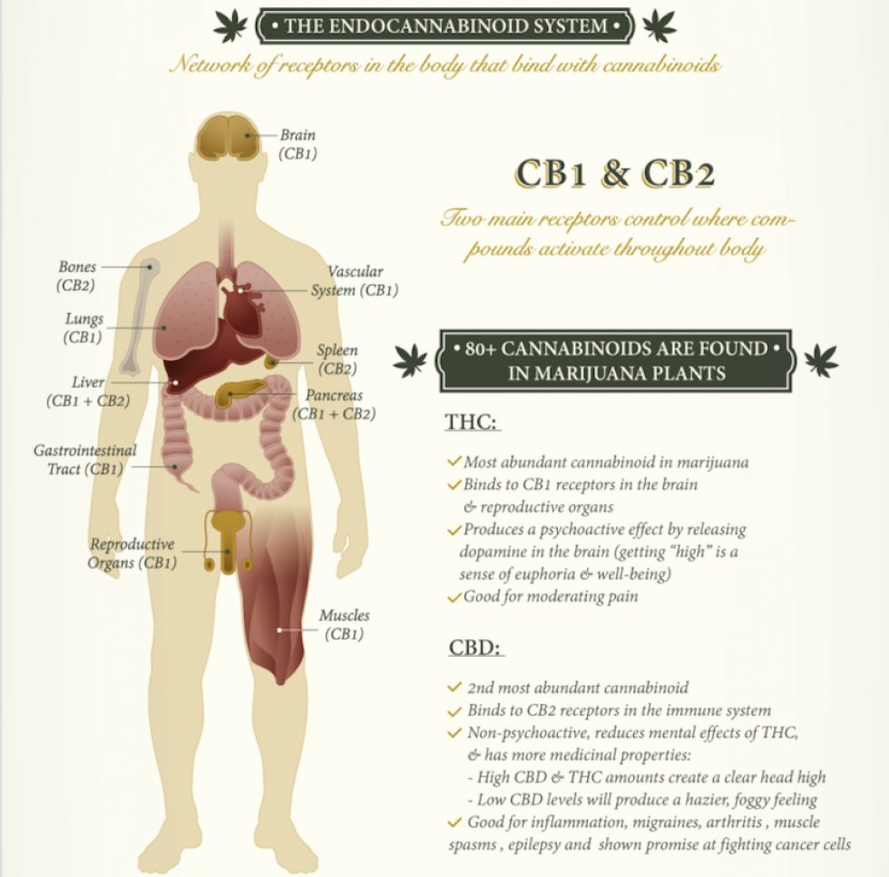 10 vilde fordele ved cannabis