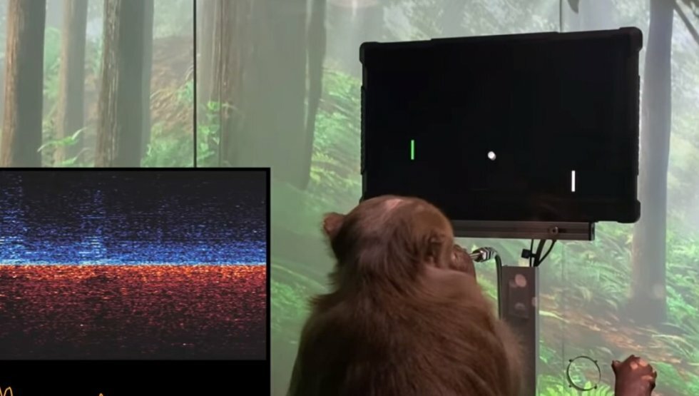 Elon Musks Neuralink har gjort en abe i stand til at spille Pong med tankens kraft