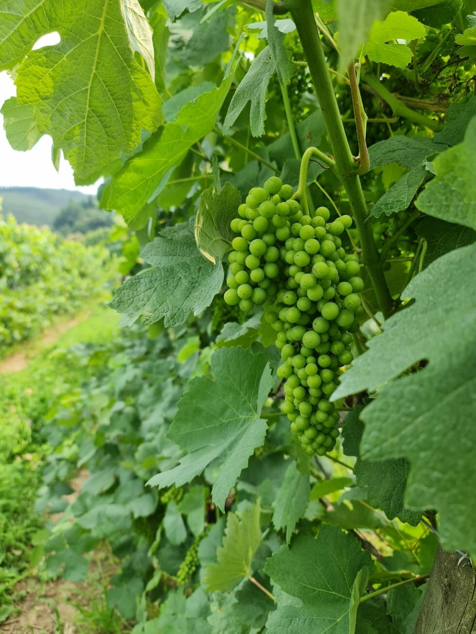 Alvarinho-druen.  - Rejse-reportage: Vineventyr i Portugals Vinho Verde-region