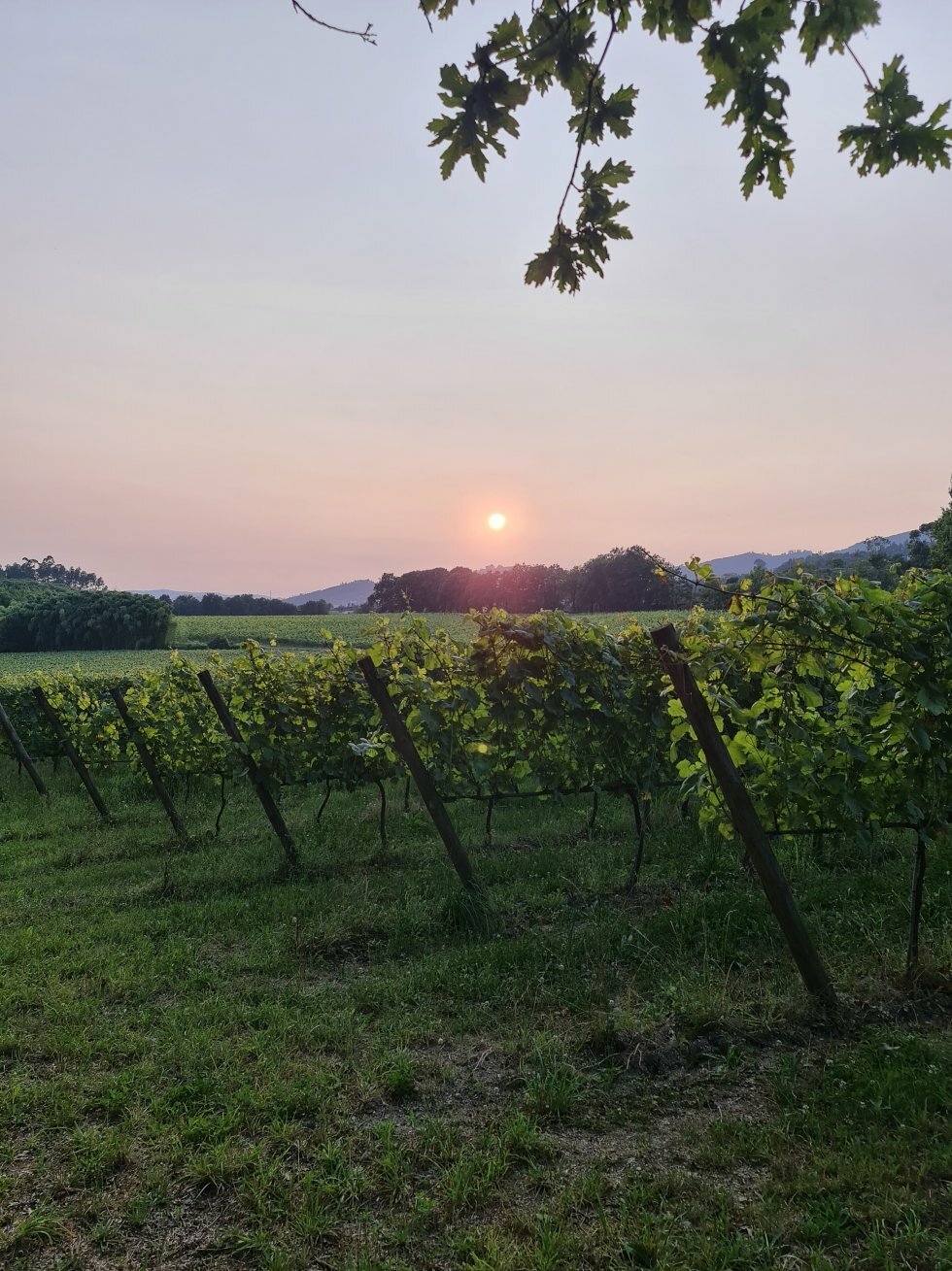 Solnedgang hos Quinta do Ameal.  - Rejse-reportage: Vineventyr i Portugals Vinho Verde-region