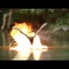 BBC Bat-Crocodile War - Naturprogrammer piftet op med visuelle effekter