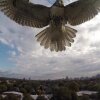 Hawk vs. Drone! (Hawk Attacks Quadcopter) - Høg angriber kamera-drone