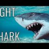How To Fight A Shark - EPIC HOW TO - Epic how to viser dig, hvordan du bekæmper en haj 