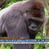 Child falls into gorilla enclosure at zoo - Nyt drab i zoologisk have: Silverback-gorilla skudt efter 'besøg' af 4-årig 