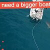 GREAT WHITE SHARK BITES BOAT - Vred haj begynder at bide i uheldige fiskeres båd