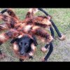 Mutant Giant Spider Dog (SA Wardega) - Sådan skræmmer man livet af folk der er bange for kæmpeedderkopper