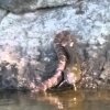 Water snake at Falls Lake - Vandslange trækker en stor fisk op af floden