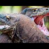 Epic Fight Between Two Komodo Dragons - Fotograf fanger vanvittig fight mellem to komodovaraner