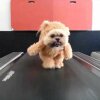 Munchkin the Teddy Bear gets her exercise ORIGINAL - Ewok-lignende hund på løbebånd