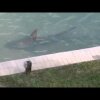 Backyard shark - Haj i baghaven