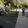 Dog Freaks Out at Cat Lawn Decoration - Dagens repeat-video: Hund bliver skræmt af oppustelig kat