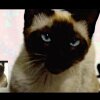 Game of Thrones opening sung by a cat [ORIGINAL UPLOAD] - Game of Thrones tema sunget af en KAT