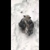 Tian Tian in the Snow Jan. 23, 2016 - Sne-panda vs. udklædt sne-panda!