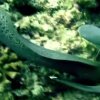 Dagens repeat-video: Haj bliver spist af en ål