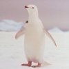 #9 Pingvin - 21 fantastiske albino-dyr 