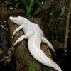 #15 alligator - 21 fantastiske albino-dyr 