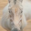 #20 Zebra - 21 fantastiske albino-dyr 