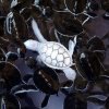 #21 Skildpadde  - 21 fantastiske albino-dyr 