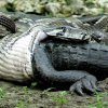 Anakondaens diæt består af kaniner, fugle, gnavere, får, hjorte, krokodiller - og åbenbart også slanger - Det er lidt mere end en regulær overraskelse, der gemmer sig i denne kæmpeslange.