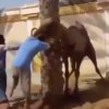 Derfor fucker du ikke med kameler