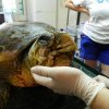 Skadet skildpadde får et 3D-printet kæbeparti