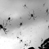Millioner af edderkopper regnede ned fra himlen i Australien