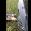 Dagens repeat-video: Alligator bider kofangeren af en bil