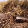 Dagens repeat-video: POV-optagelser af en løve på jagt