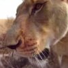 Dagens repeat-video: POV-optagelser af en løve på jagt